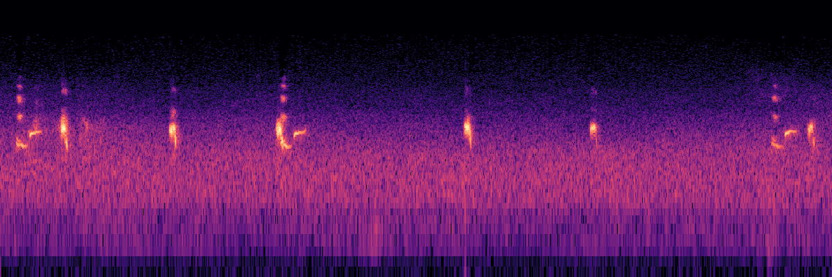 Spectrogram: excellent 'squeaky hinge' Common Raven flight calls